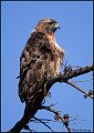 _0SB3773 red-tailed hawk